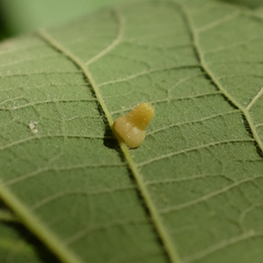 Celticecis pyriformis