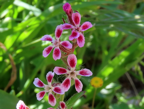 Silene gallica