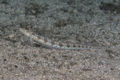 Trichonotus setiger