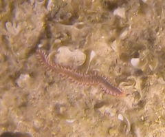 Hermodice carunculata