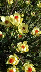 Leucadendron discolor