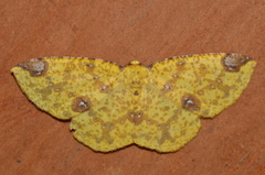 Periclina rumiaria