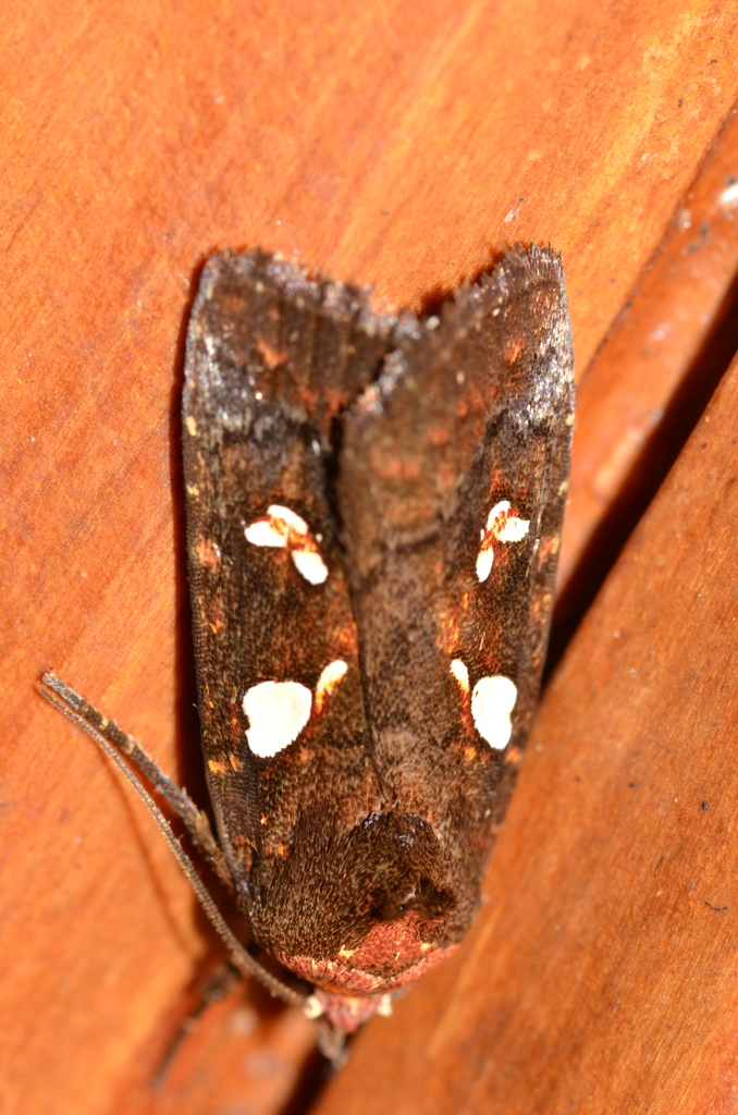 Calymniodes conchylis