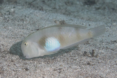 Iniistius aneitensis