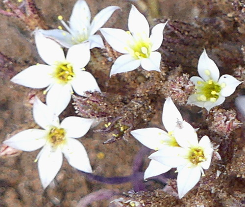 Pistorinia brachyantha image