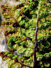 Cheilanthes multifida subsp. lacerata image