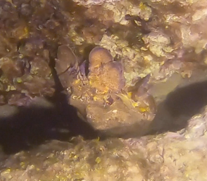 Mediterranean Slipper Lobster