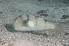 Iniistius aneitensis