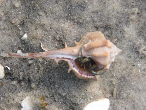 Clibanarius longitarsus