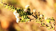 Phylica nervosa