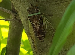 Diceroprocta marevagans