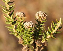 Phylica nervosa