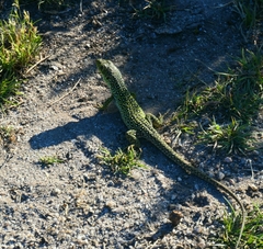 Timon lepidus ibericus