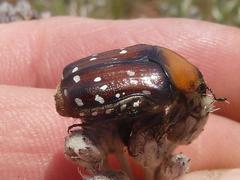 Clinteroides permutans