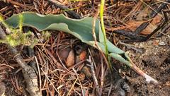 Eriospermum lanceifolium