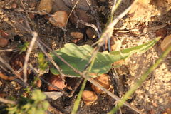 Eriospermum lanceifolium