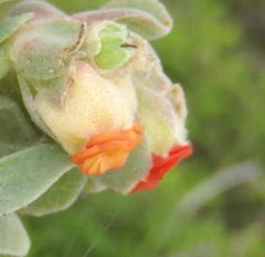 Hermannia trifoliata