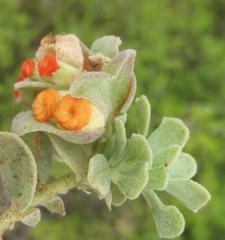 Hermannia trifoliata
