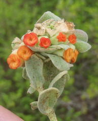 Hermannia trifoliata