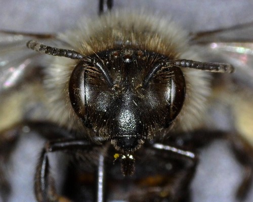 iNaturalist observation photo of Andrena osmioides