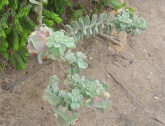 Hermannia trifoliata