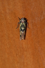 Onega musa