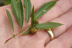 Euura petiolaridis