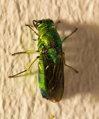 Chrysis lincea