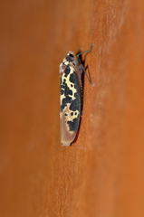 Onega musa