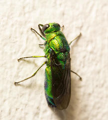 Chrysis lincea
