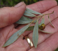 Euura petiolaridis