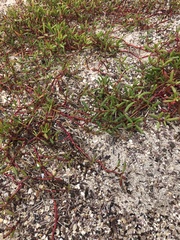 Sesuvium edmonstonei