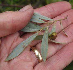 Euura petiolaridis