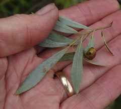 Euura petiolaridis