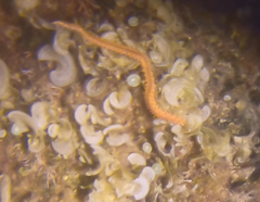 Hermodice carunculata