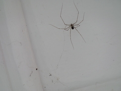 Physocyclus globosus