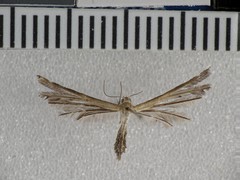 Stangeia xerodes