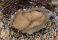 Diodora