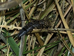 Ontholestes tessellatus