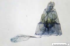 Stangeia xerodes