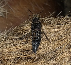 Ontholestes tessellatus