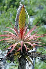 Tillandsia concolor