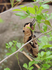 Lophostethus dumolinii