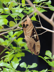 Lophostethus dumolinii