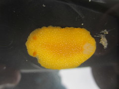 Doriopsilla albopunctata