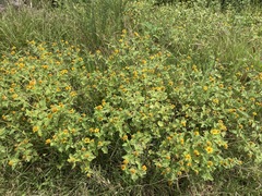 Heliopsis annua