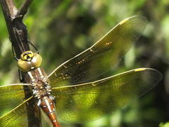 Zosteraeschna minuscula