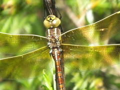 Zosteraeschna minuscula