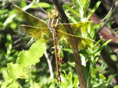 Zosteraeschna minuscula