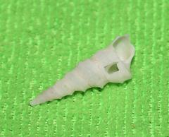 Turritella carinifera